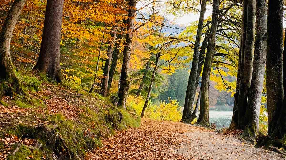 Trilha ao redor do Alpsee aos pés do Castelo Neuschwanstein