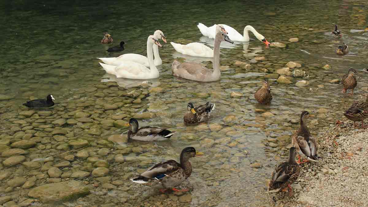 Cisnes e patinhos no Alpsee